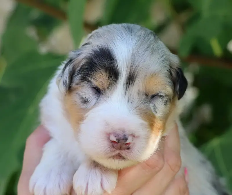 Barbie Girl Blue, Berger australien, élevage Du Paradis Sauvage de Menestruel