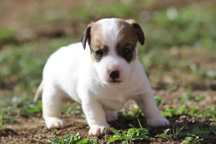 Balto, Jack Russell terrier, élevage Des Diamants Verts