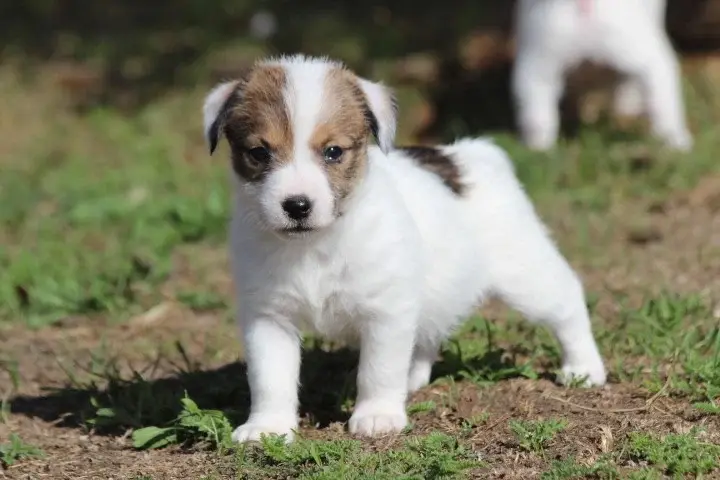 Portée de Jack Russell terrier, élevage Des Diamants Verts