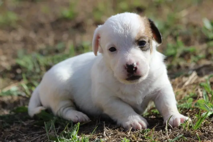 Chiot, Jack Russell terrier, élevage Des Diamants Verts