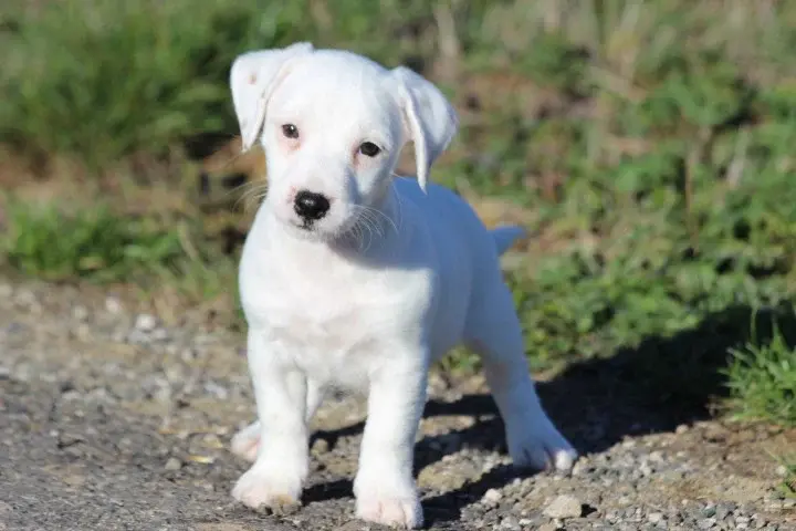 Portée de Jack Russell terrier, élevage Des Diamants Verts
