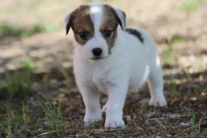 Portée de Jack Russell terrier, élevage Des Diamants Verts