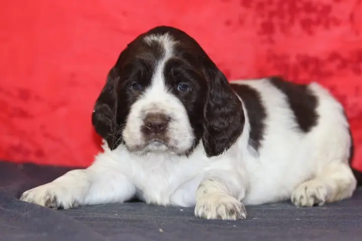 Chiot, English springer spaniel, élevage Des Diamants Verts