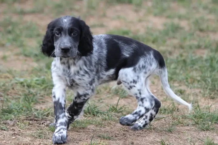 Portée de Setter anglais, élevage Des Diamants Verts