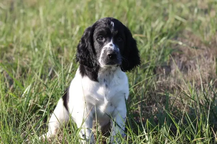 Portée de English springer spaniel, élevage Des Diamants Verts