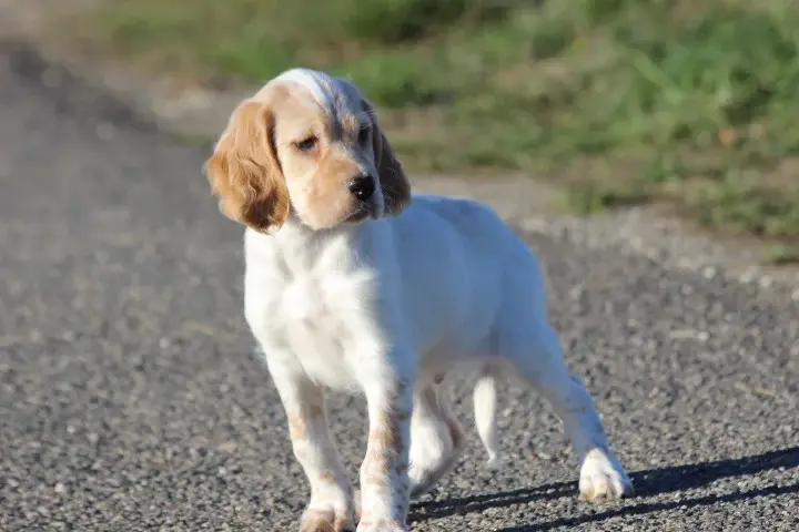 Chiot, Setter anglais, élevage Des Diamants Verts