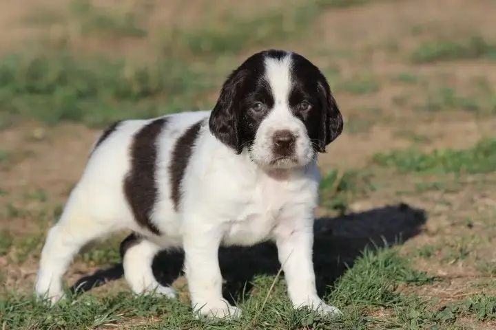 Chiot, English springer spaniel, élevage Des Diamants Verts