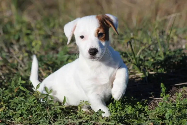 Portée de Jack Russell terrier, élevage Des Diamants Verts
