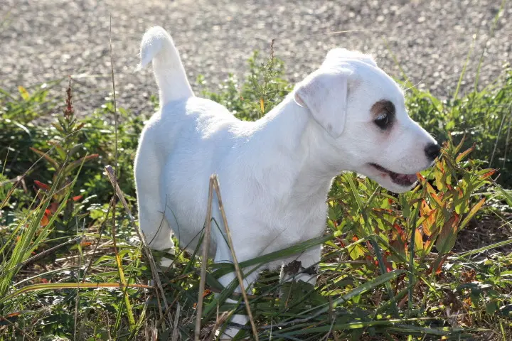 Portée de Jack Russell terrier, élevage Des Diamants Verts