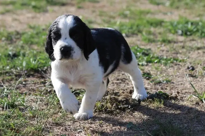 Chiot, English springer spaniel, élevage Des Diamants Verts