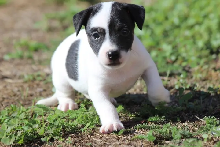 Portée de Jack Russell terrier, élevage Des Diamants Verts