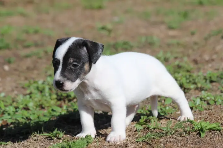 Portée de Jack Russell terrier, élevage Des Diamants Verts