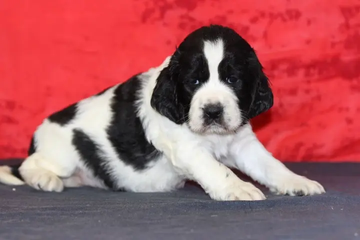 Portée de English springer spaniel, élevage Des Diamants Verts
