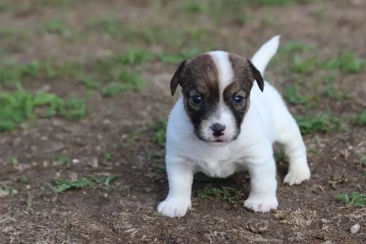 Bianca, Jack Russell terrier, élevage Des Diamants Verts