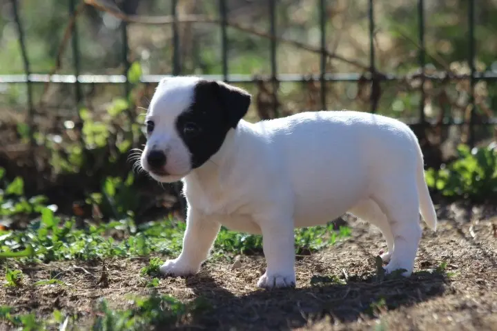 Portée de Jack Russell terrier, élevage Des Diamants Verts