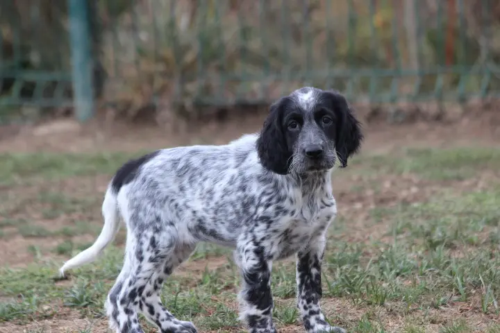 Chiot, Setter anglais, élevage Des Diamants Verts