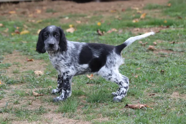 Chiot, Setter anglais, élevage Des Diamants Verts