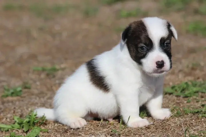 Chiot, Jack Russell terrier, élevage Des Diamants Verts