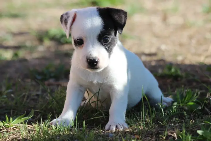 Portée de Jack Russell terrier, élevage Des Diamants Verts