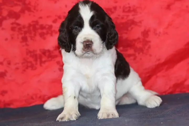 Portée de English springer spaniel, élevage Des Diamants Verts