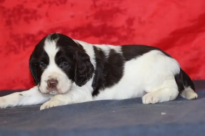 Portée de English springer spaniel, élevage Des Diamants Verts