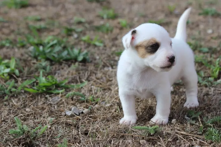 Bellie, Jack Russell terrier, élevage Des Diamants Verts