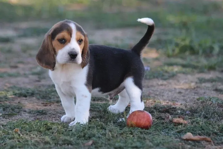 Chiot, Beagle, élevage Des Diamants Verts