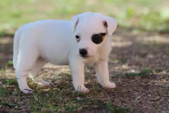 Chiot, Jack Russell terrier, élevage Des Diamants Verts