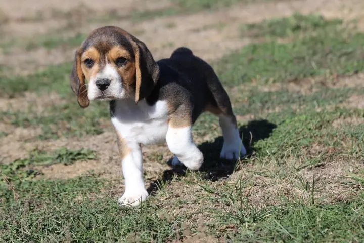 Chiot, Beagle, élevage Des Diamants Verts