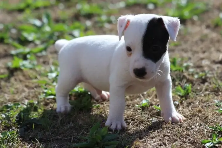 Buck, Jack Russell terrier, élevage Des Diamants Verts