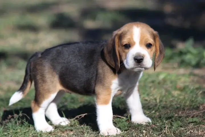 Femelle 2 250268782450384, Beagle, élevage Des Diamants Verts