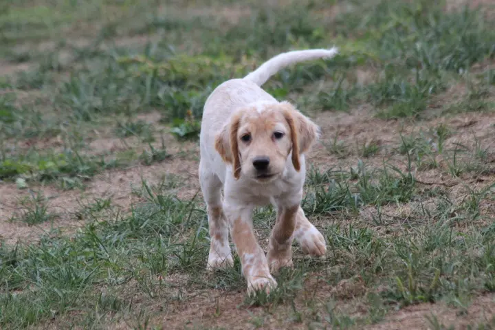 Portée de Setter anglais, élevage Des Diamants Verts