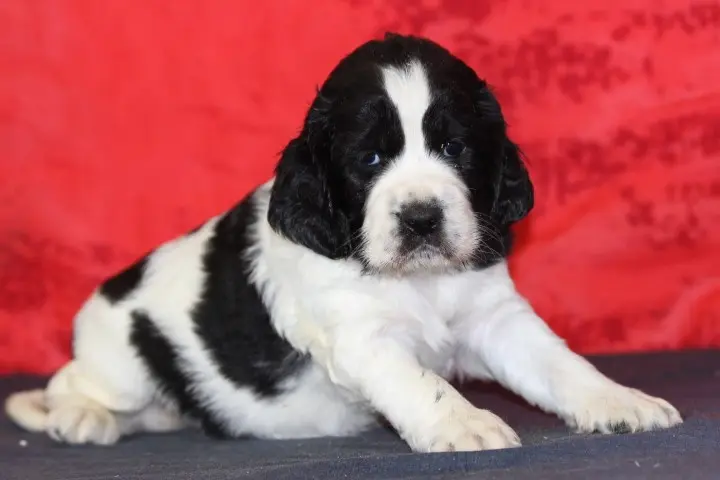 Portée de English springer spaniel, élevage Des Diamants Verts