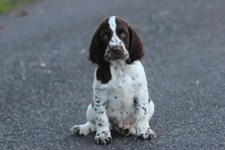 Portée de English springer spaniel, élevage Des Diamants Verts