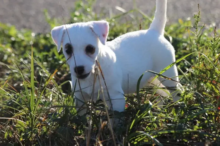 Portée de Jack Russell terrier, élevage Des Diamants Verts