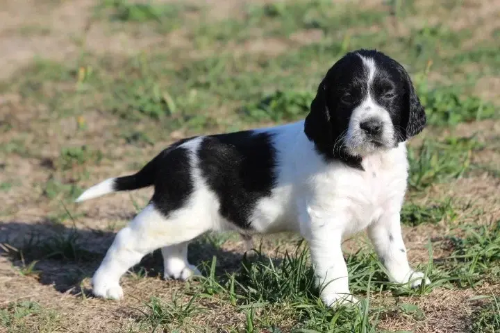 Chiot, English springer spaniel, élevage Des Diamants Verts