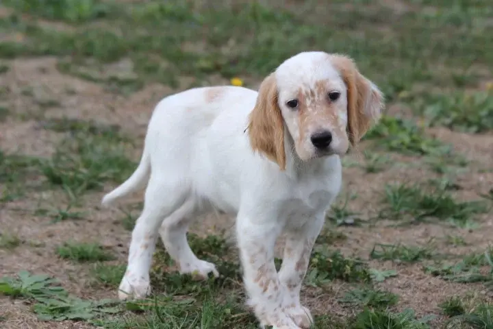 Chiot, Setter anglais, élevage Des Diamants Verts