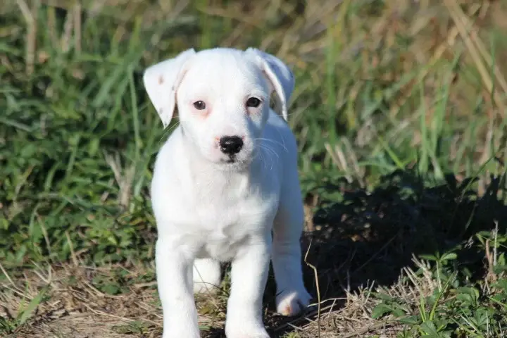 Portée de Jack Russell terrier, élevage Des Diamants Verts