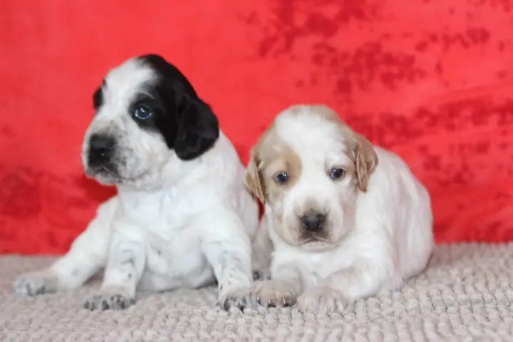 Portée de Setter anglais, élevage Des Diamants Verts