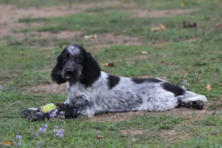 Portée de Setter anglais, élevage Des Diamants Verts