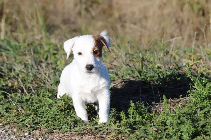 Portée de Jack Russell terrier, élevage Des Diamants Verts