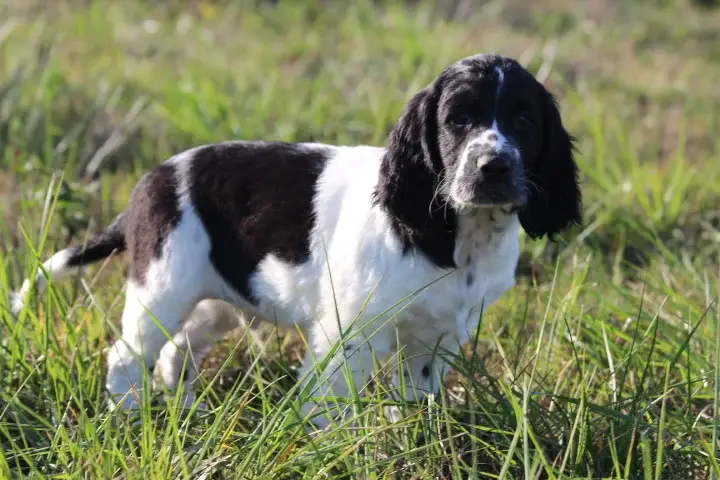 Portée de English springer spaniel, élevage Des Diamants Verts