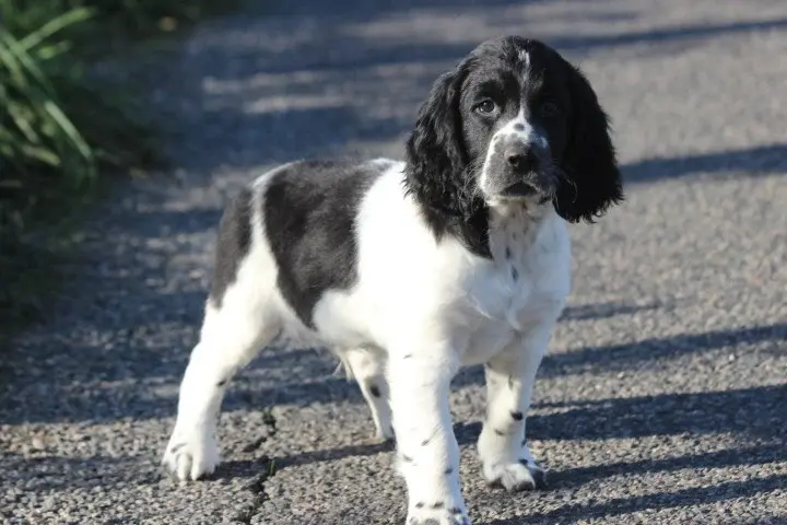 Portée de English springer spaniel, élevage Des Diamants Verts