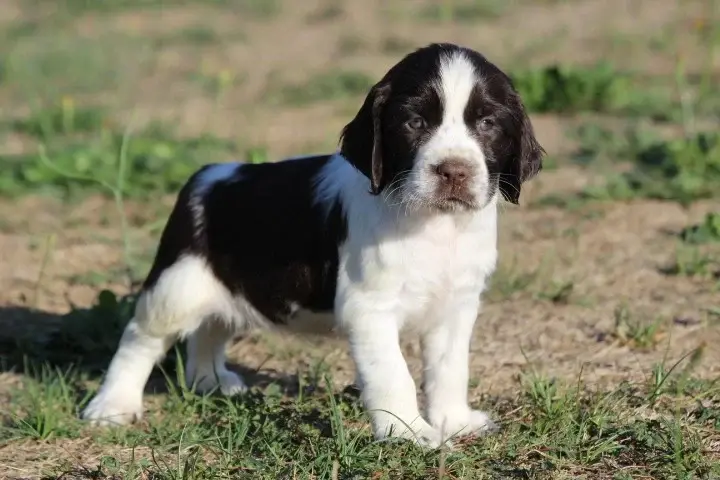 Chiot, English springer spaniel, élevage Des Diamants Verts