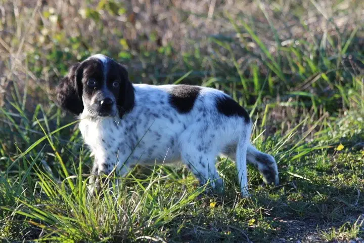 Portée de Setter anglais, élevage Des Diamants Verts