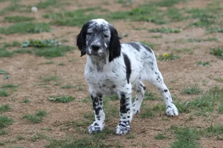 Blue, Setter anglais, élevage Des Diamants Verts