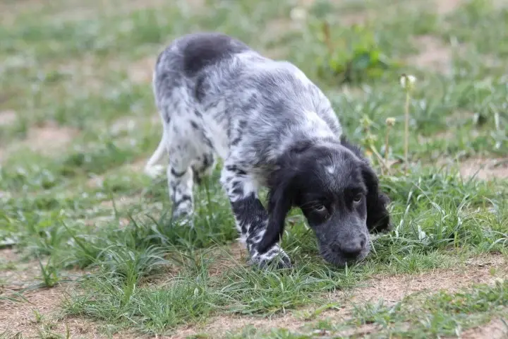 Portée de Setter anglais, élevage Des Diamants Verts