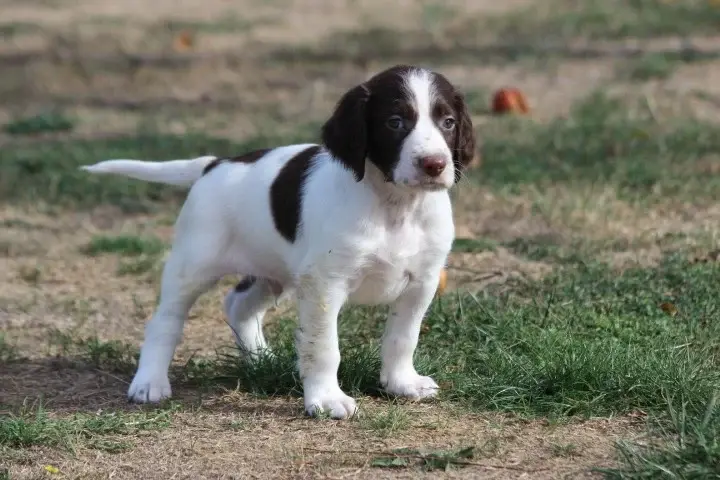 Chiot, Épagneul français, élevage Des Diamants Verts