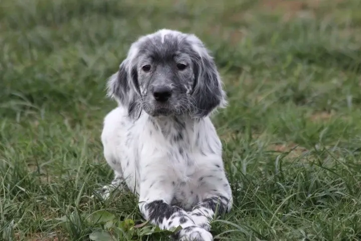 Baxter, Setter anglais, élevage Des Diamants Verts