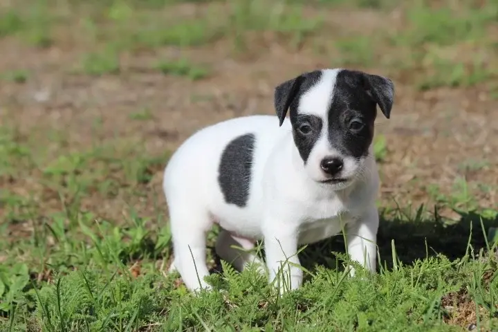 Portée de Jack Russell terrier, élevage Des Diamants Verts